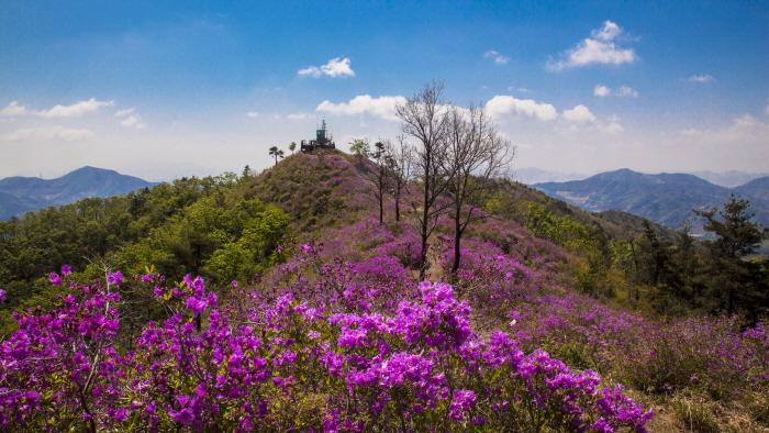 백운산 국사봉 철쭉축제